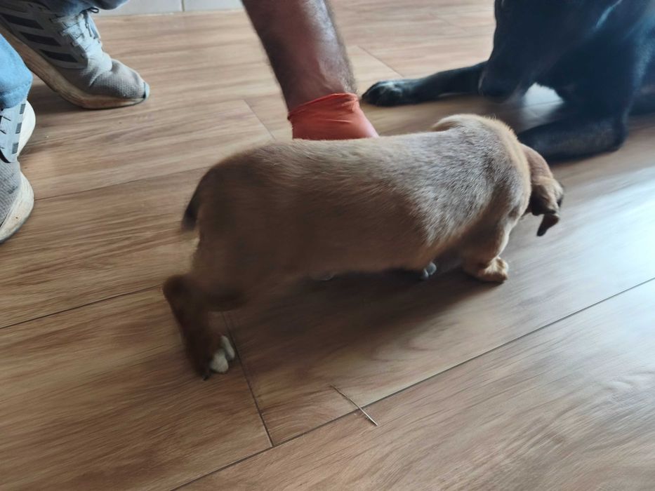 Cachorrinho macho