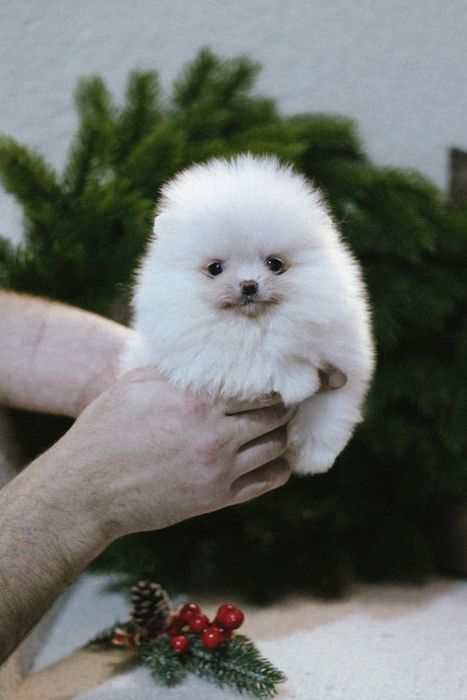 Померанский Шпиц мальчик