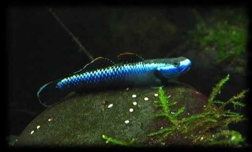 Babka Kobaltowa Blue (Stiphodon semoni) WYSYŁKA AKWAWIN