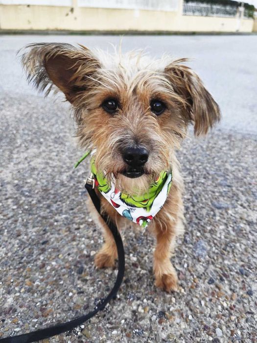 BALI (Macho, 11Kg) Para Adoção