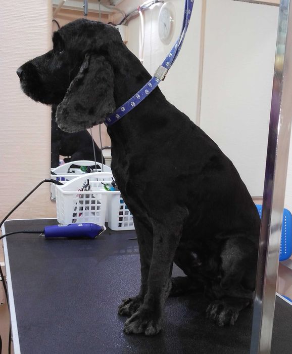 Алексеевка Стрижка котов и собак, Недорого!возможен выезд к Вам на дом