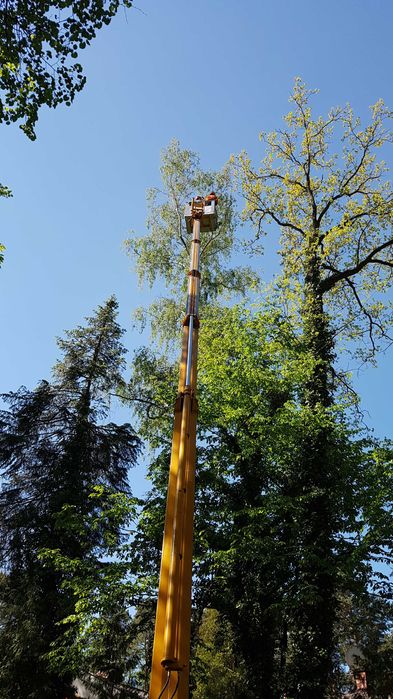 Profesjonalna wycinka drzew