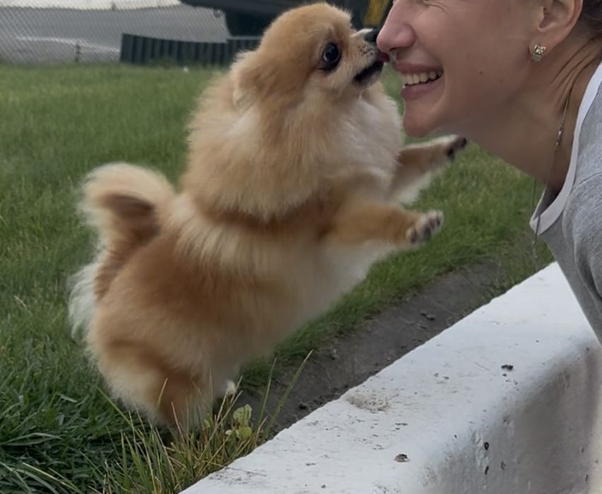 Померанська радість - дівчинка оранж