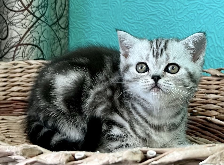 Кошечка Страйтик