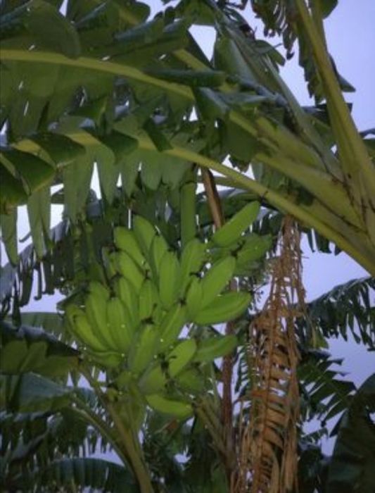 Bananeiras envasadas