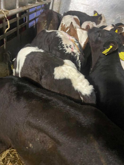 Cielaki Mięsne Ostróda