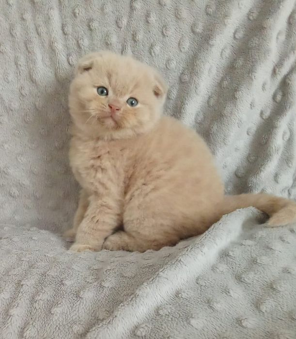 Шотландські кошенята
