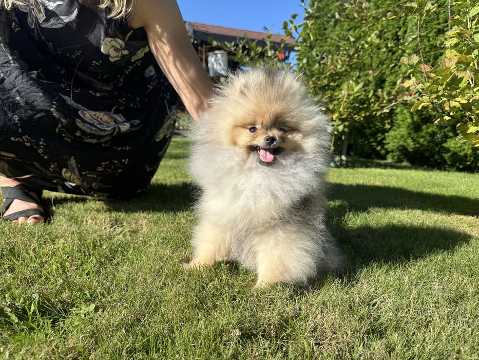 Sprzedam cudną dziewczynkę ZKwP FCI