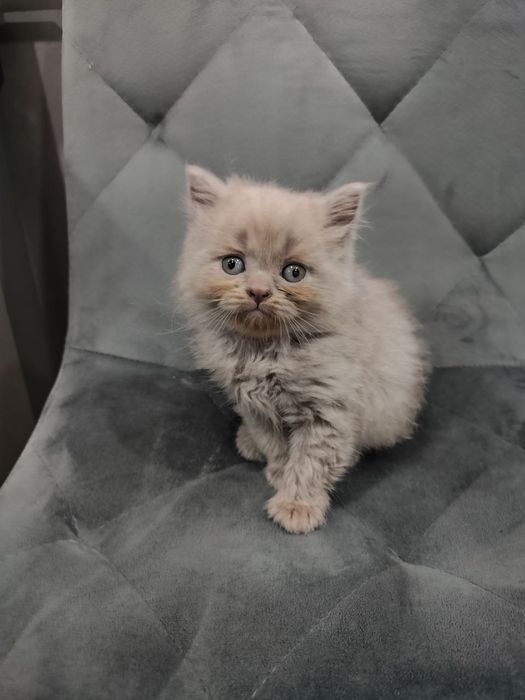 Шотландські кошенята