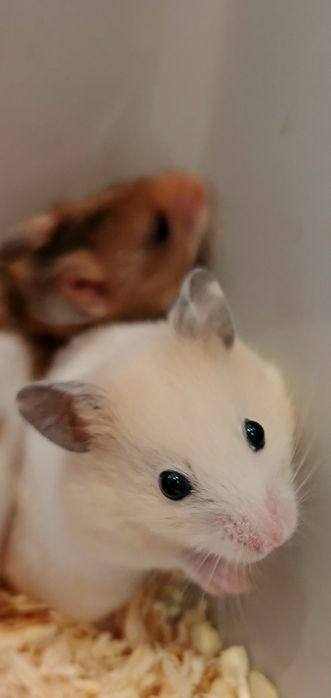 Chomik syryjski Sosnowiec