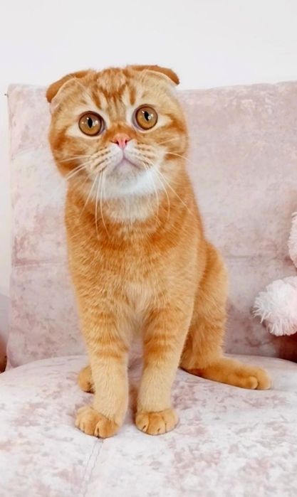 Шотландський хлопчик фолдик