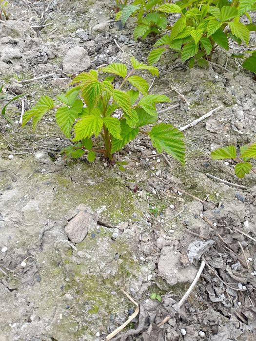 Witam sprzedam sadzonki maliny polonez