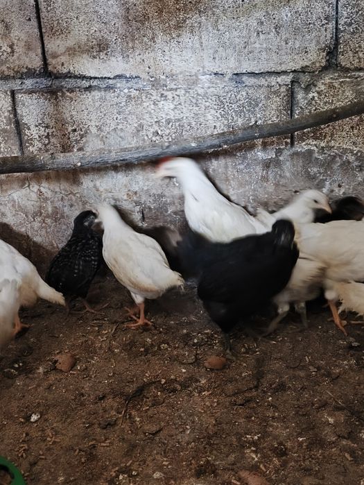 Pintos leghorn branca