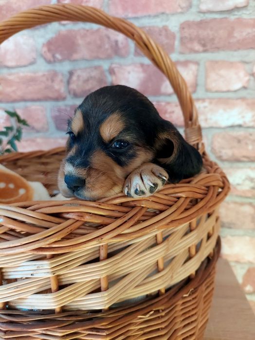 Szczeniak *Cocker spaniel x beagle* piesek