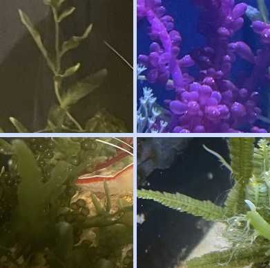 Корали Водорості в морський акваріум Ріф