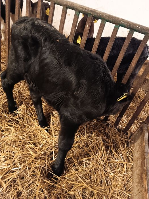 Byczek cielak mięsny