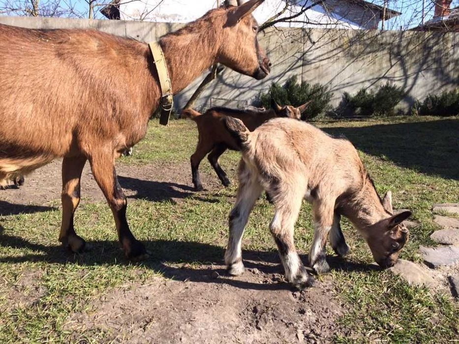 Кози альпійська альпійські