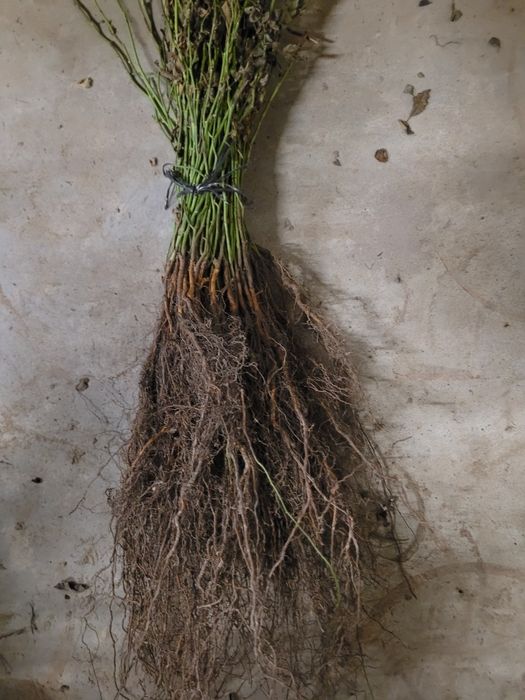 Dziczki róż multiflora