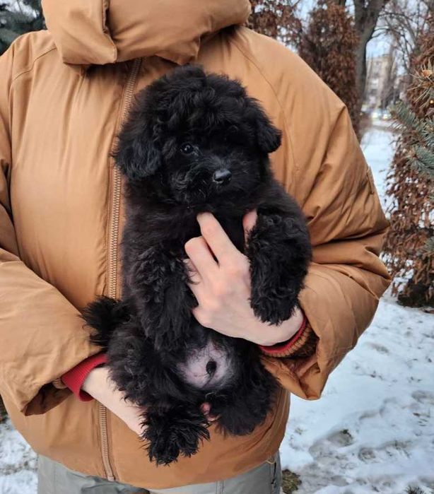 Пишний black chocolate дизайнерский плюшка"ведмежатко"Пом-а-пу з Києва
