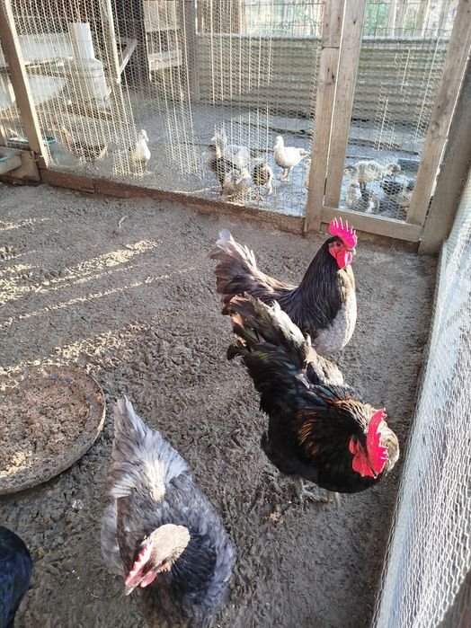 Frangos Galos galinhas Ovos Galados Patos e Fracas Ovos Galados