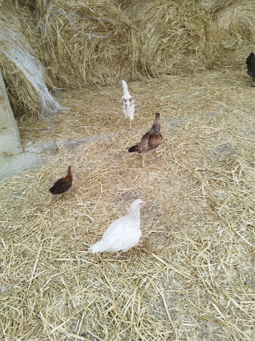 Aves de raças variadas