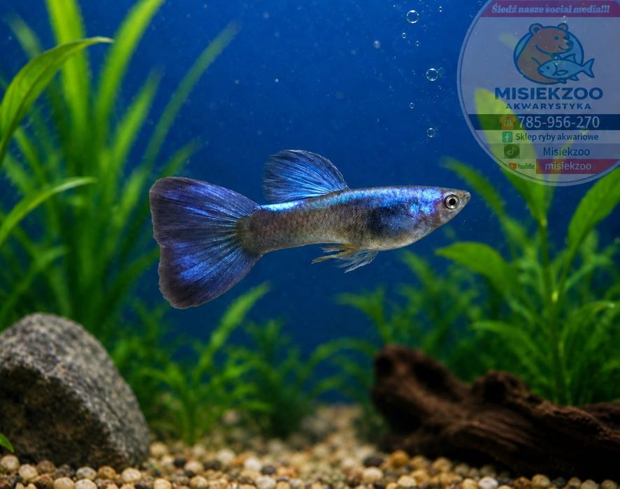 MISIEKZOO żyworódki - Gupiki Moskiewskie Blue Neon