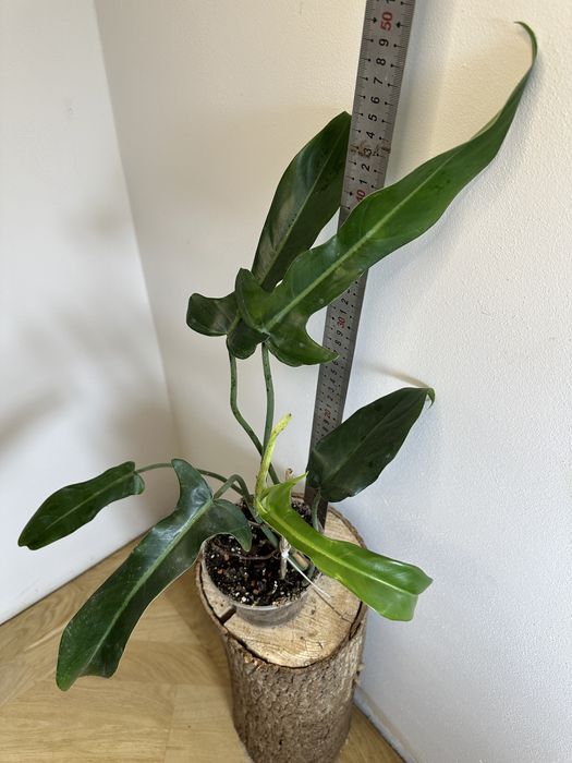 Філодендрон Philodendron  Jerry Horne Т 27