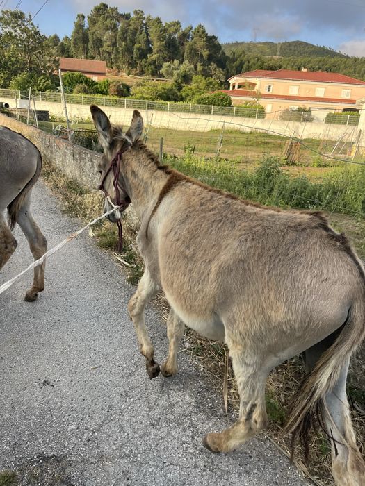 Burrinha pequenina anaa