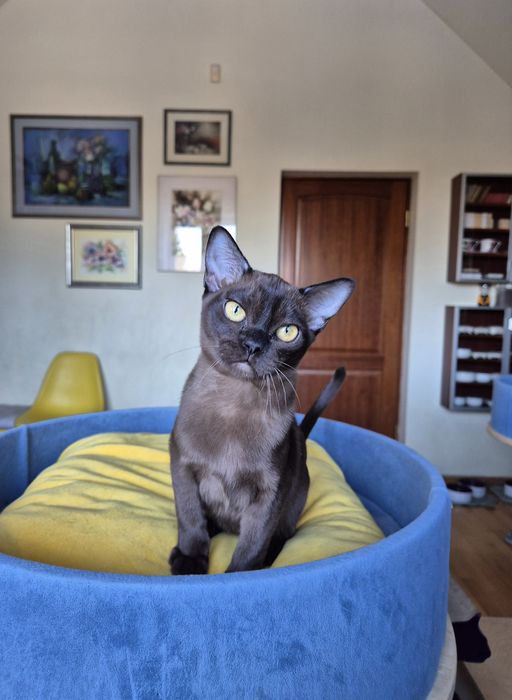 sobolowy kocurek burmski (kocięta burmańskie)