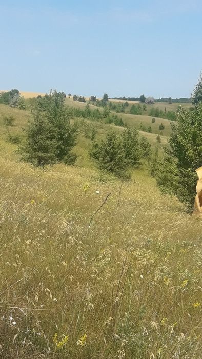 Продаж 5-ти зем. діл-к в с. Виграїв Корсунь-Шевченківськ. району