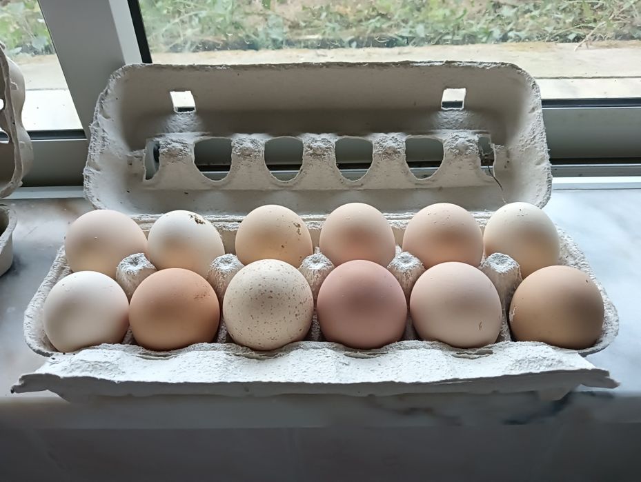 Ovos Galinha de Campo