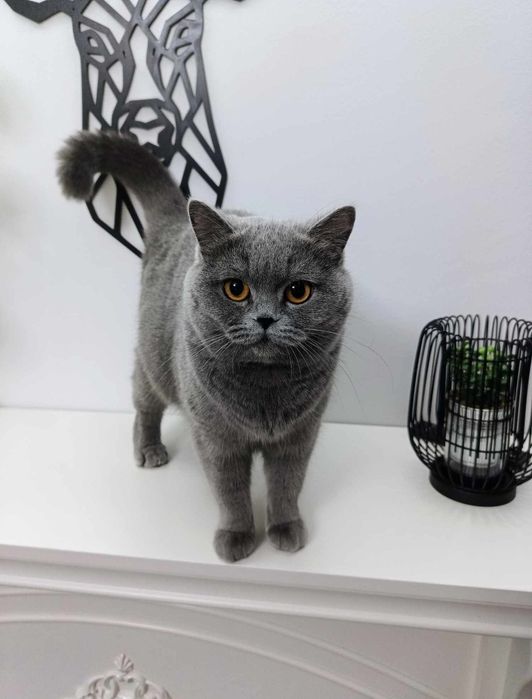 Kot brytyjski kotek Rezerwacja