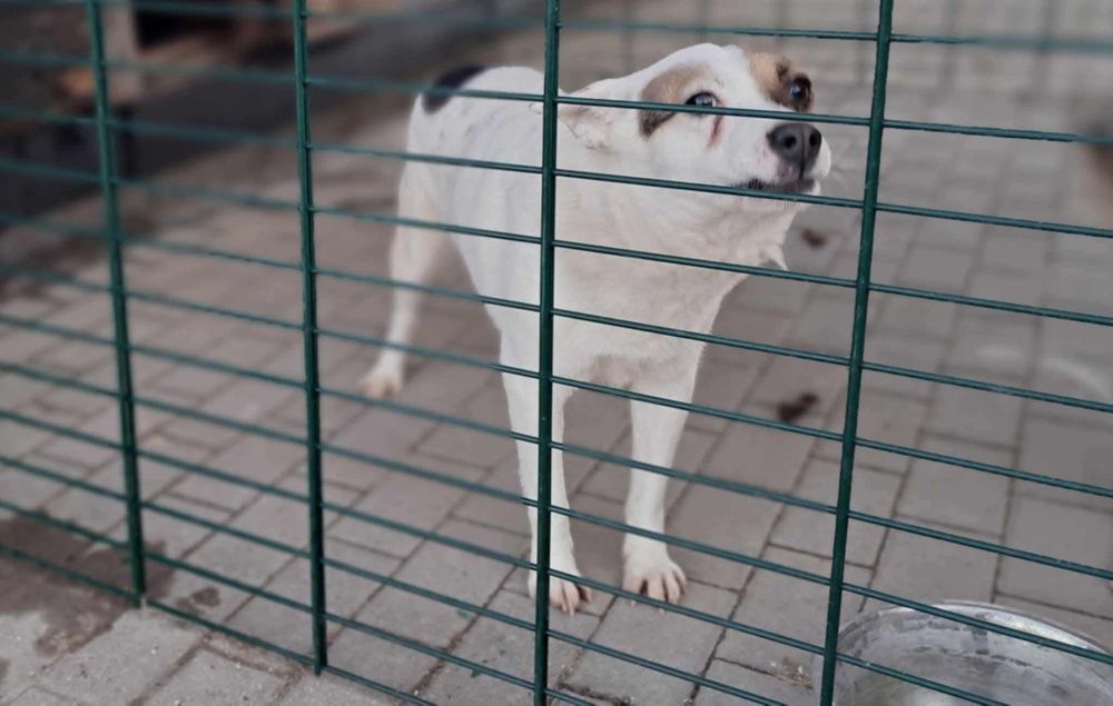 Do pilnej adopcji Levis!