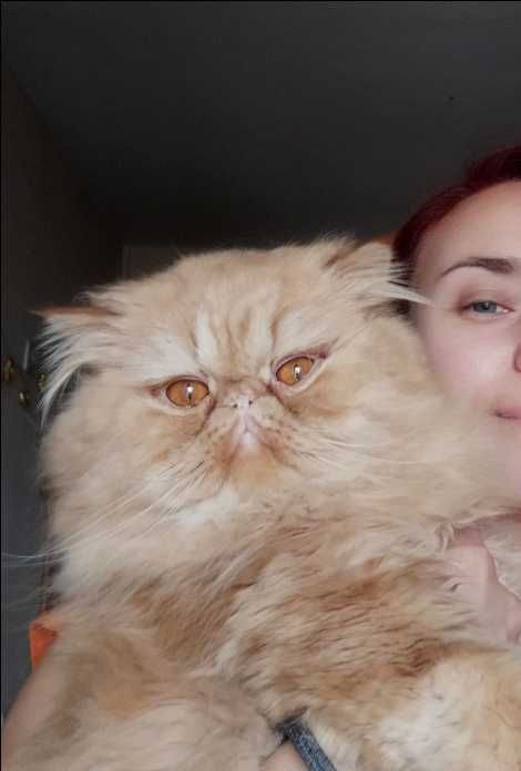 Персидське кошеня Вогник шукає родину)