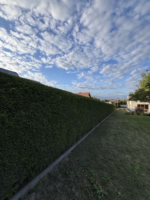 Usługi ogrodnicze - zakładanie ogrodów, pielęgnacja, przycinanie tuj