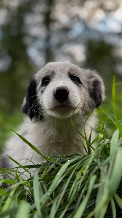 Border collie suczka blue merle ZKwP