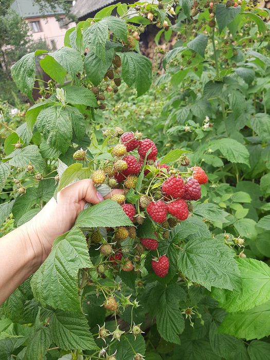 Продаю саджанці малини
