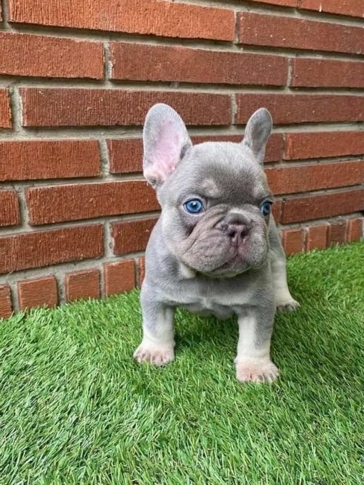 РозкІшна дівчинка французька !