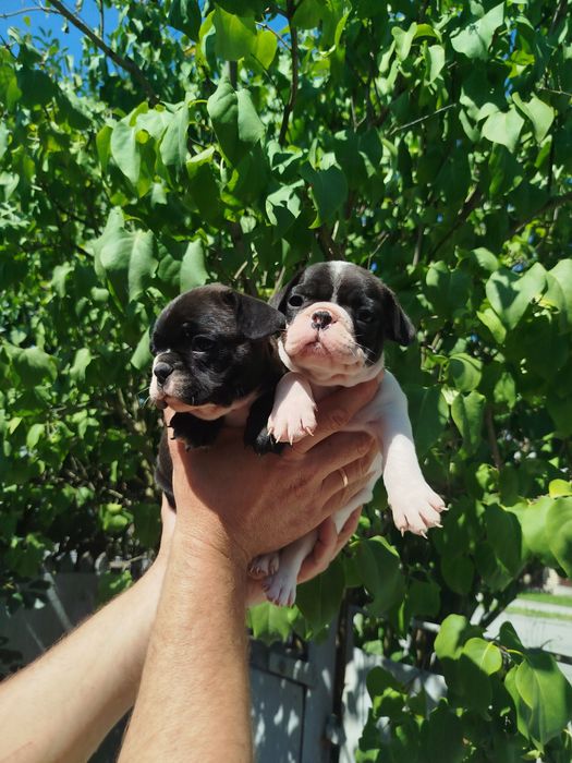 Терміново  продаються цуценята французького бульдога