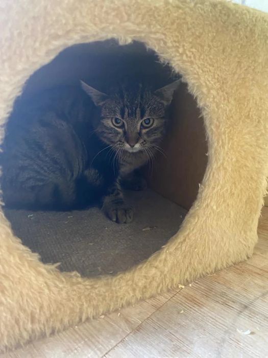 Młody kocurek Pazurek do adopcjii!