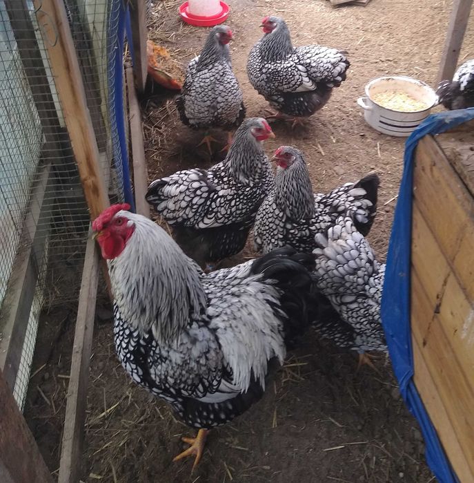 Wyandotte srebrnołuskowana olbrzymia jaja, jajka lęgowe.