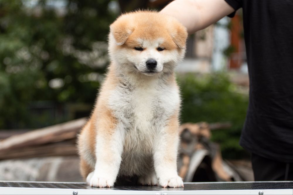Акіта , akita inu , японська акіта з міжнародної годівлі