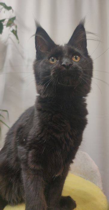 Девочка породы Мейн Кун