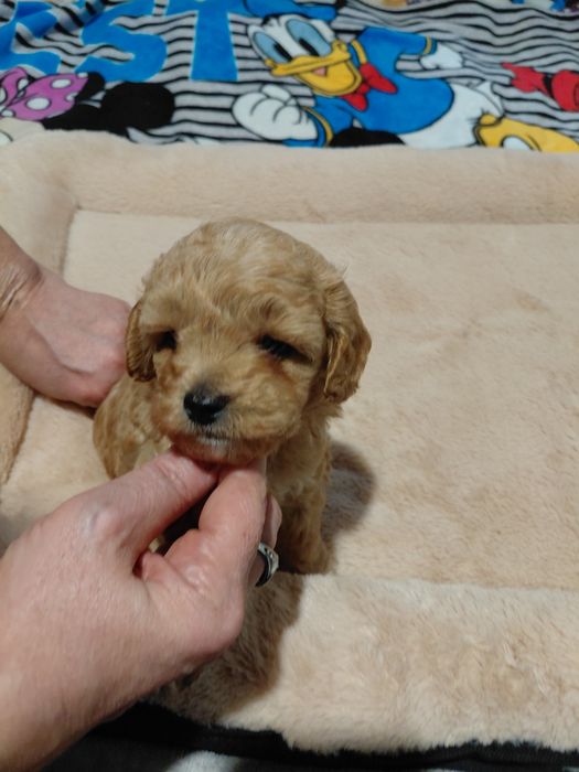 Maltipoo - piesek morelowy