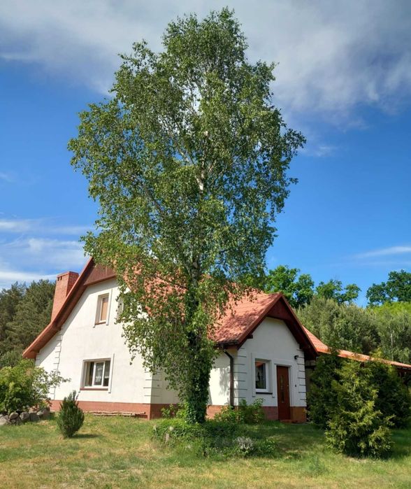 Agroturystyka lubuskie/noclegi (okolica Łagów Lubuski) Domek w cichej dolinie