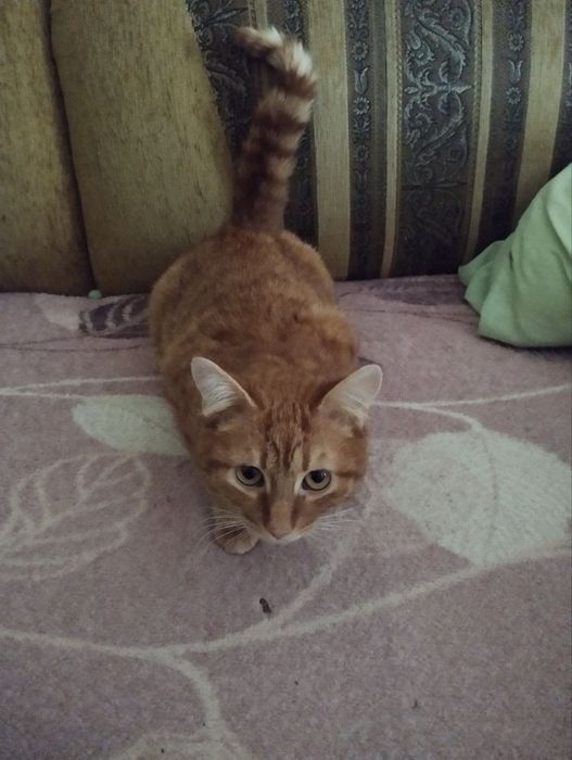 Відам кота безкоштовно