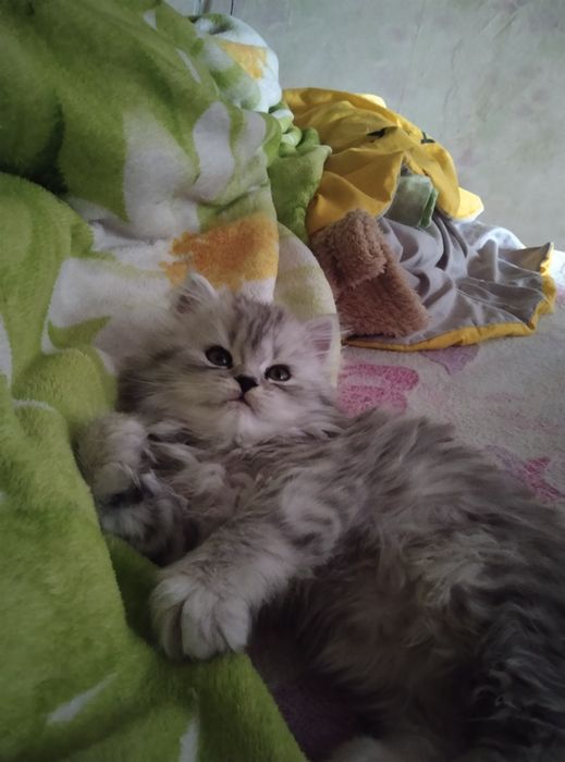 Красунчік шотландський