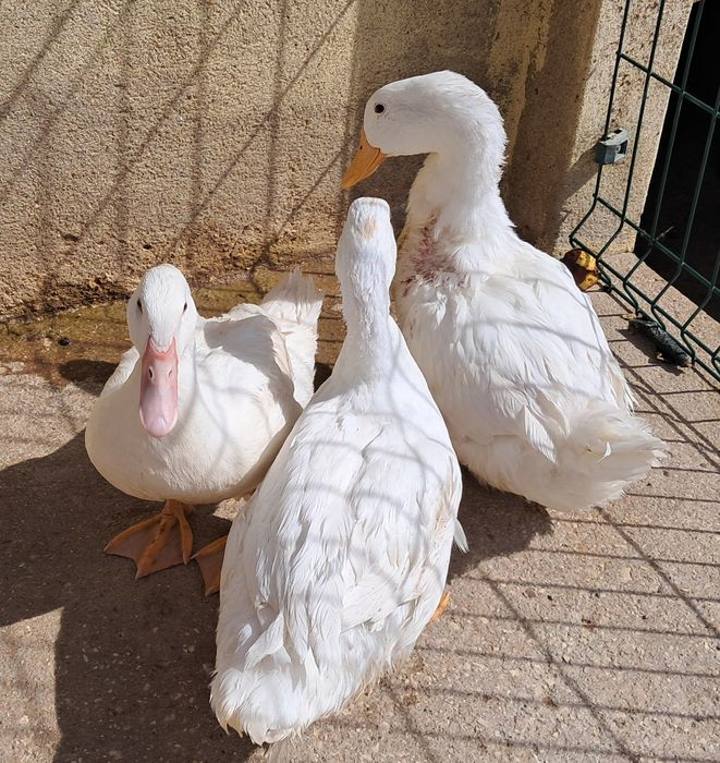 3 patos brancos adultos