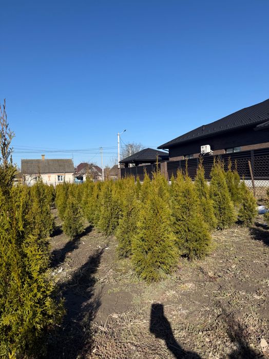 Продаю гарні туї  власний розсадник