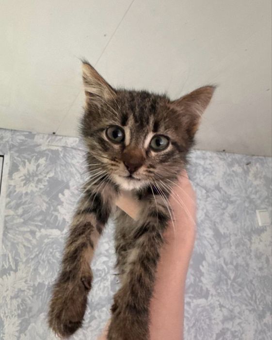 Кошенятка в добрі руки